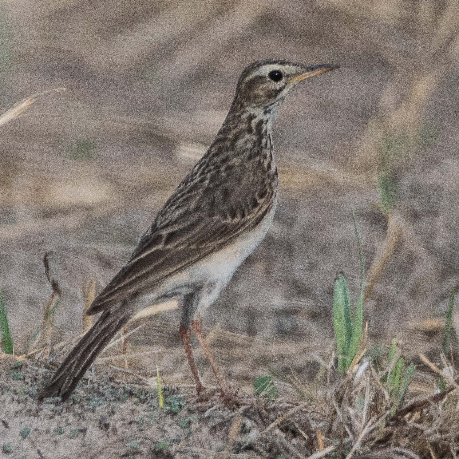 Pipit Africain (African pipit, Anthus cinnamomeus), Chobe National Park, Botswana.